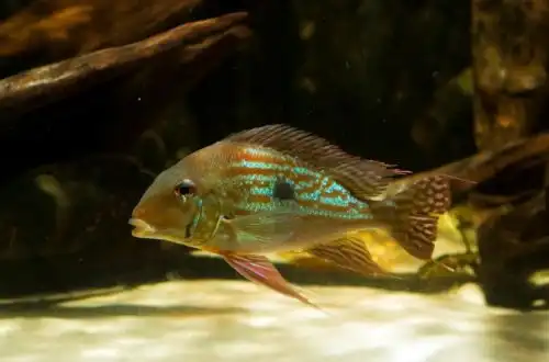 Геофагус Вайнміллера (Geophagus winemilleri)