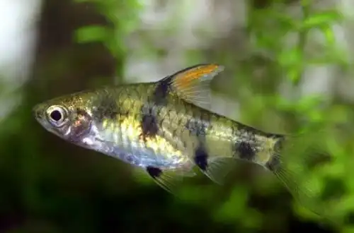 Барбус Каніус (Pethia canius)