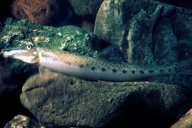 Довгоносий голець (Acantopsis octoactinotos)