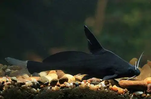 Біловусий сом (Bagrichthys majusculus)