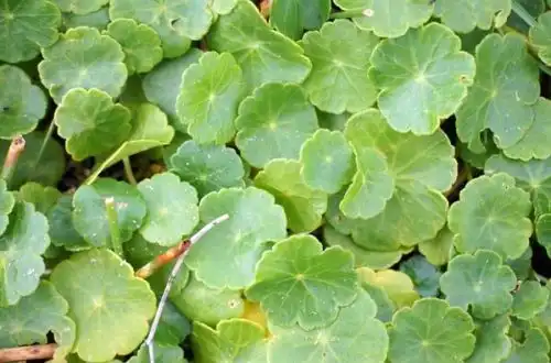 Щитолистник звичайний (Hydrocotyle vulgaris)