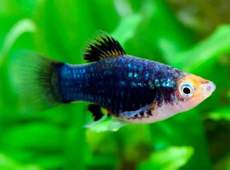 Чорна пецілія (Platy Black)
