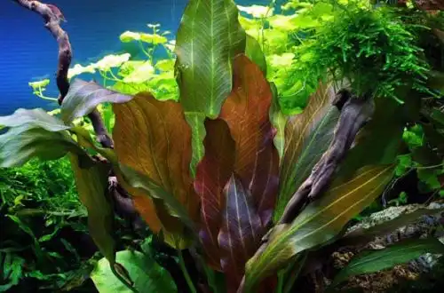 Ехінодорус "Рені" (Echinodorus "Reni")