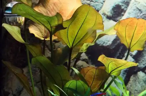 Ехінодорус рожевий (Echinodorus «Rose»)