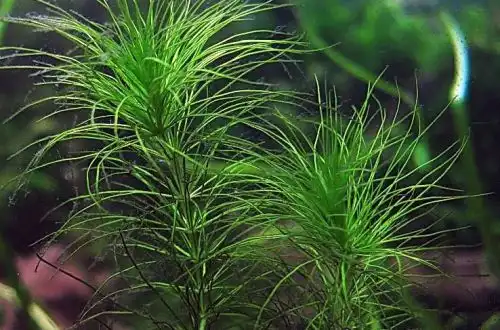 Гідротрикс Гарднера (Hydrothrix gardneri)