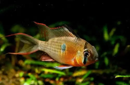 Цихліда Болівійський метелик (Mikrogeophagus altispinosus)