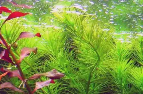 Гідротрих (Hydrotriche hottoniiflora)
