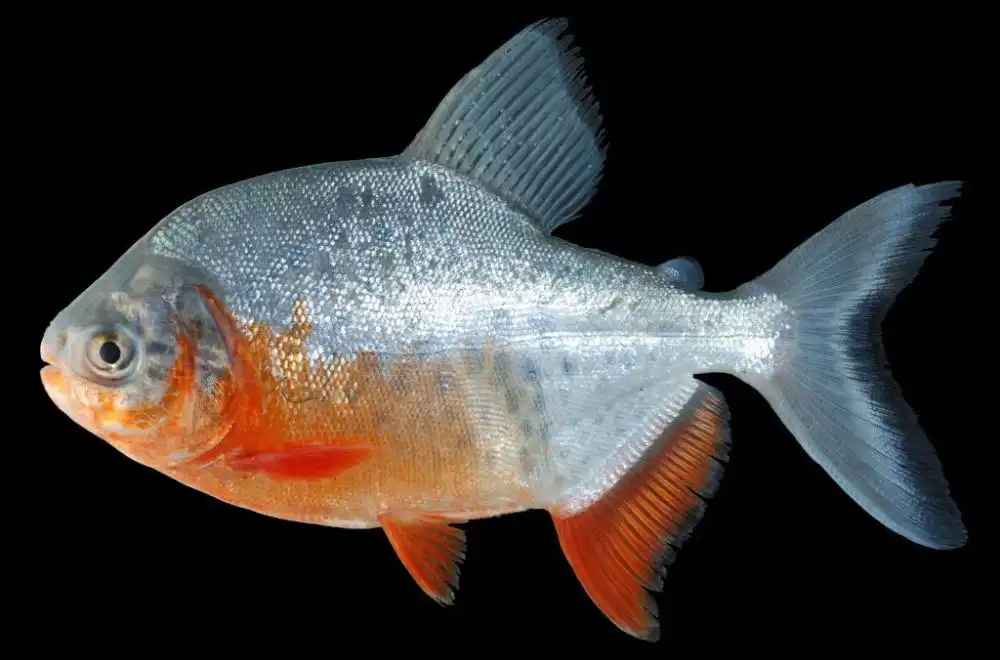 Червонобрюхий Паку (Piaractus