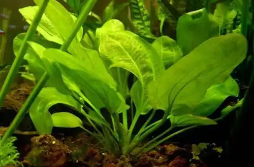 Ехінодорус крупнолистий (Echinodorus sp. «Macrophyllus»)