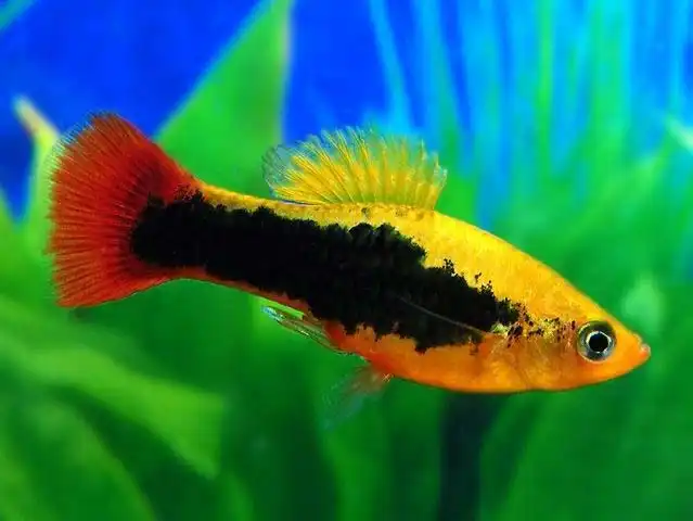 Пецилія гавайська (Hawaii Platy)