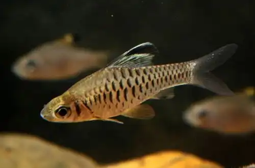 Барбус козуатіс (Oreichthys