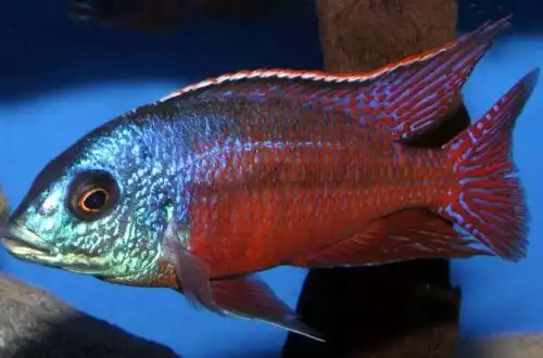 Протомелас (Protomelas taeniolatus)