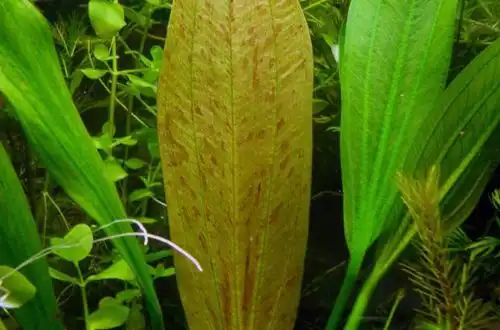 Ехінодорус крупнокольоровий (Echinodorus grandiflorus)