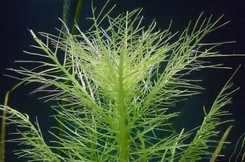 Гігрофіла бальзаміка (Hygrophila balsamica)