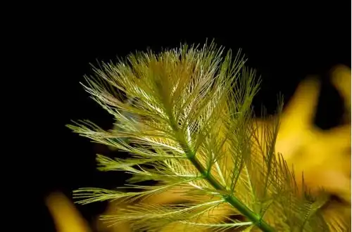 Перисталіст бразильський (Myriophyllum aquaticum «Normalform»)