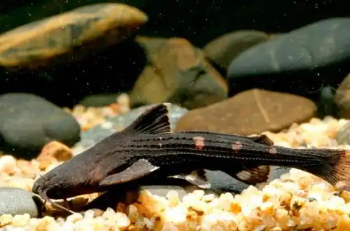 Азіатський банджо-сом (Acrochordonichthys rugosus)