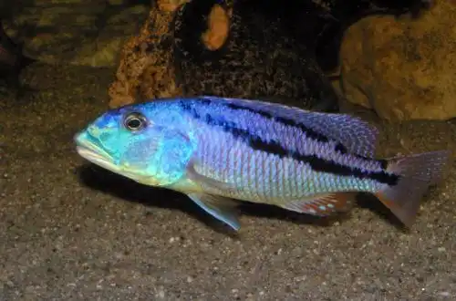 Аристохроміс Крісті (Aristochromis christyi)