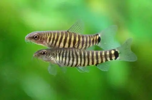Карликова смугаста боція або В'єтнамський смугастий голець (Yunnanilus Cruciatus)