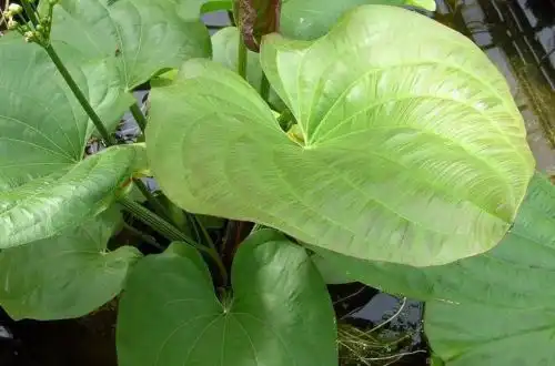 Ехінодорус рясно квітучий або щетинний ехінодорус (Echinodorus floribundus)
