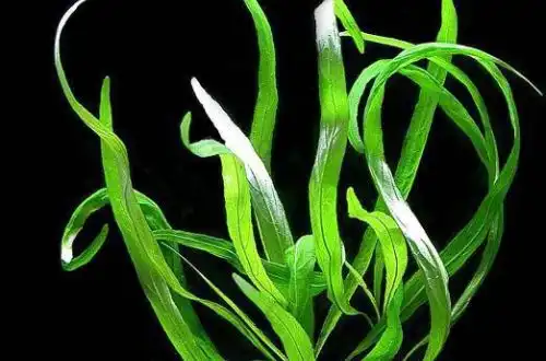 Гігрофіла вузьколиста або Гігрофіла иволиста (Hygrophila corymbosa «Angustifolia»)