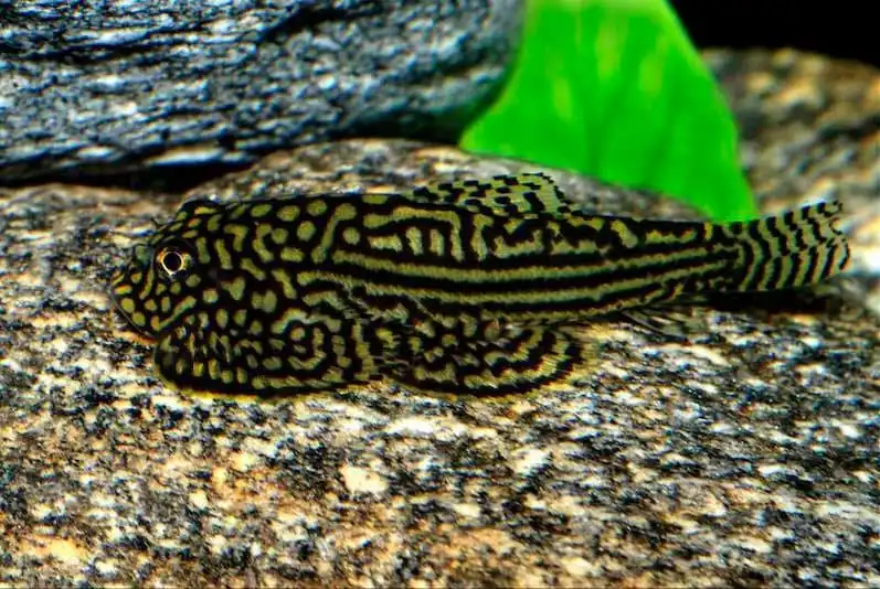 Севелія розлинована (Sewellia lineolata)