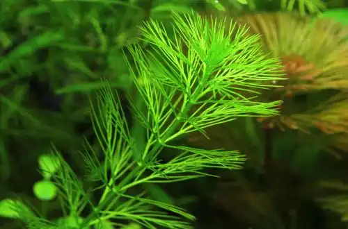 Перистолистник ялинковий або Уруть ялинкова (Myriophyllum aquaticum «Green»)