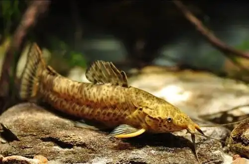 Мегалехіс Пікта (Megalechis picta)