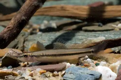 Стрічковий в'юн (Nemacheilus binotatus)