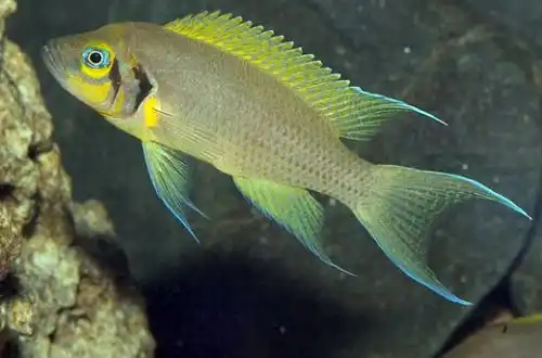 Цихліда "Принцеса Бурунді" (Neolamprologus pulcher)