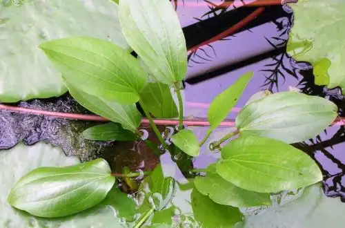 Ехінодорус мурікатус (Echinodorus muricatus)