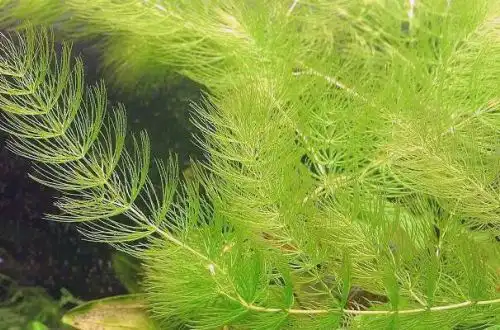 Роголистник світло-зелений (Ceratophyllum submersum)