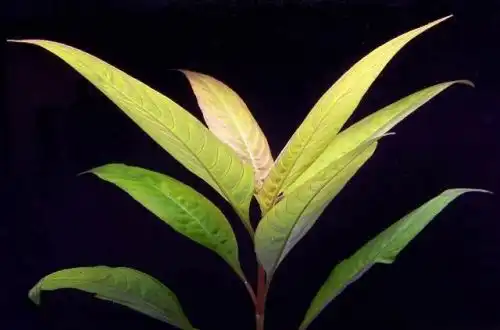 Гігрофіла сіамська (Hygrophila corymbosa "Siamensis")