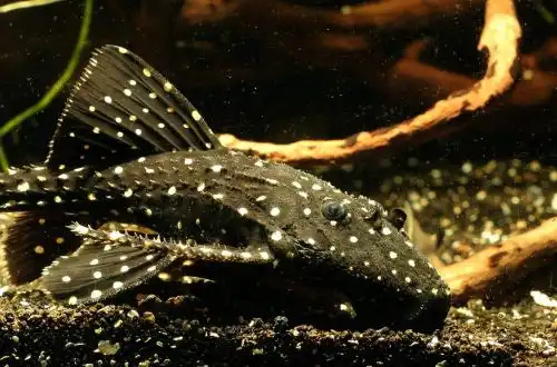 Акантіус Адоніс (Acanthicus adonis)