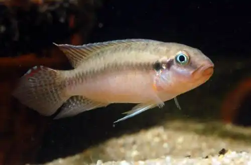 Конгохроміс Сабіни або цихліду «Червона Мері» (Congochromis sabinae)