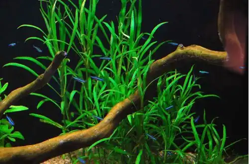 Гайанська гігрофіла (Hygrophila ladoa)