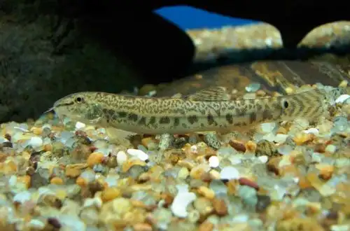 Піщаний в'юн (Lepidocephalichthys thermalis)