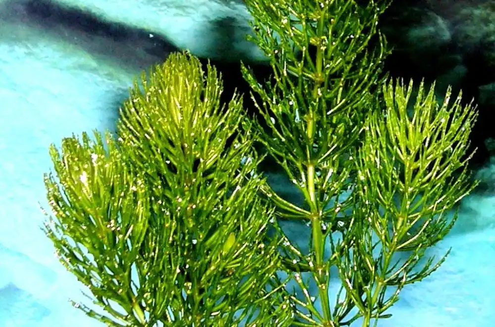 Роголистник темно-зелений (Ceratophyllum demersum)