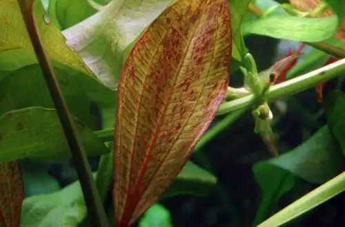 Ехінодорус «Танцювальне вогняне перо» (Echinodorus «Tanzende Feuerfeder»)