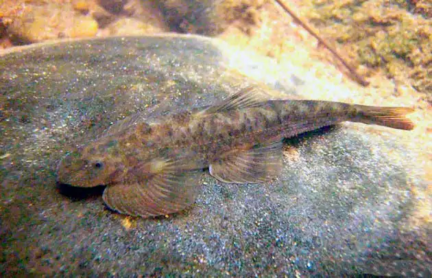 Гастромізон річки Нан (Hemimyzon nanensis)