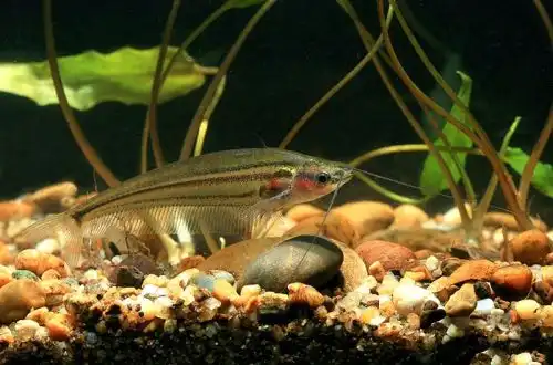 Плямистий скляний сом (Kryptopterus macrocephalus)