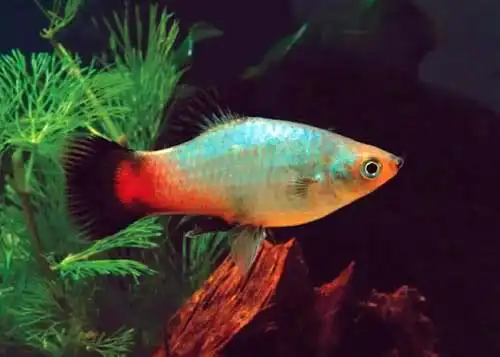 Райдужна пецилія (Platy Rainbow)