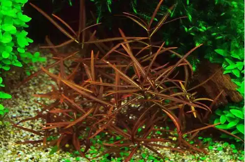Гігрофіла Арагуая (Hygrophila lancea)