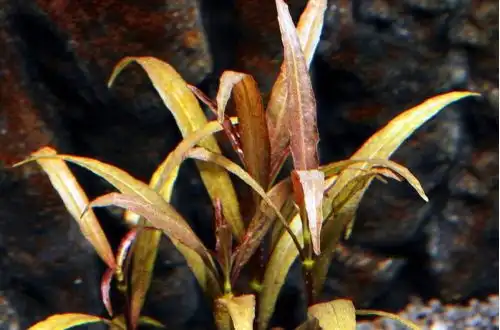 Гігрофіла Саравак (Hygrophila lancea "Sarawak")