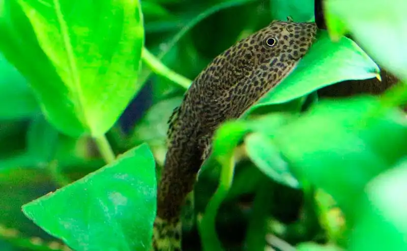 Гастромізон смугастий (Gastromyzon fasciatus)
