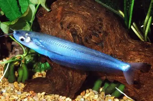 Блакитний скляний сомик ()Kryptopterus cryptopterus)
