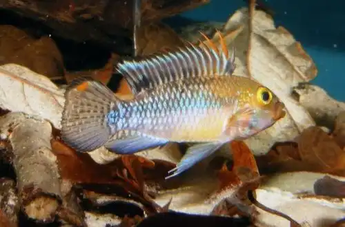 Апістограма Норберті (Apistogramma norberti)