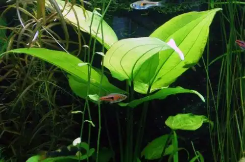 Ехінодорус панамський (Echinodorus tunicatus)