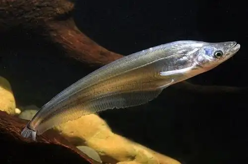 Фалакронот (Phalacronotus apogon)