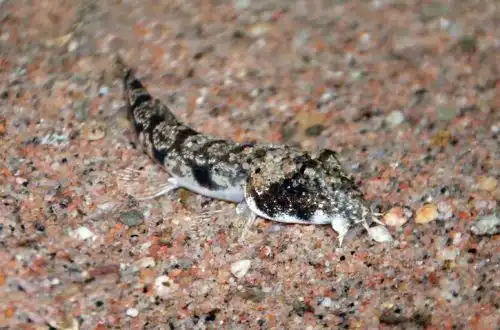 Рибка Гонгота (Canthophrys gongota)