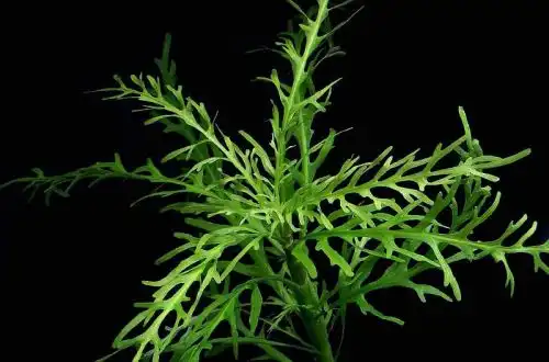 Гігрофіла одора або Гігрофіла гвінейська (Hygrophila odora)